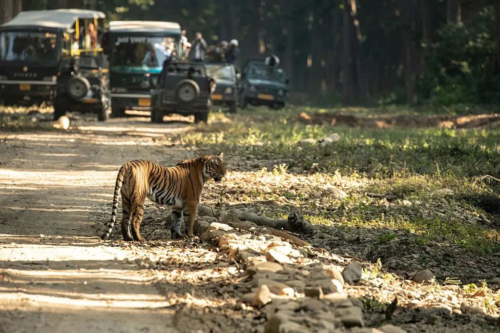 nepal wildlife experiences for traveller
