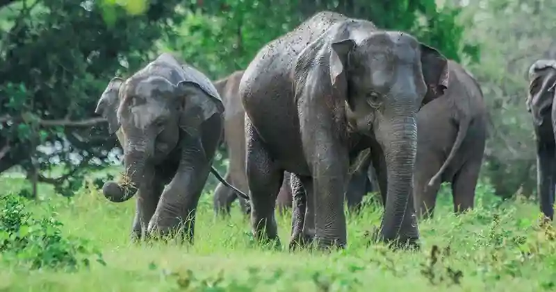 best season to visit sri lanka