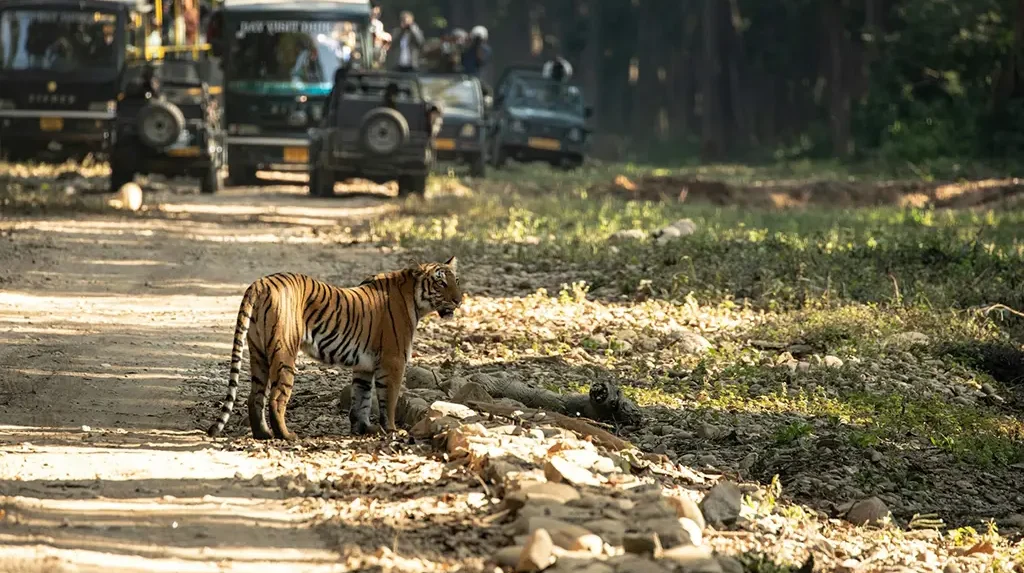 nepal wildlife experiences for traveller